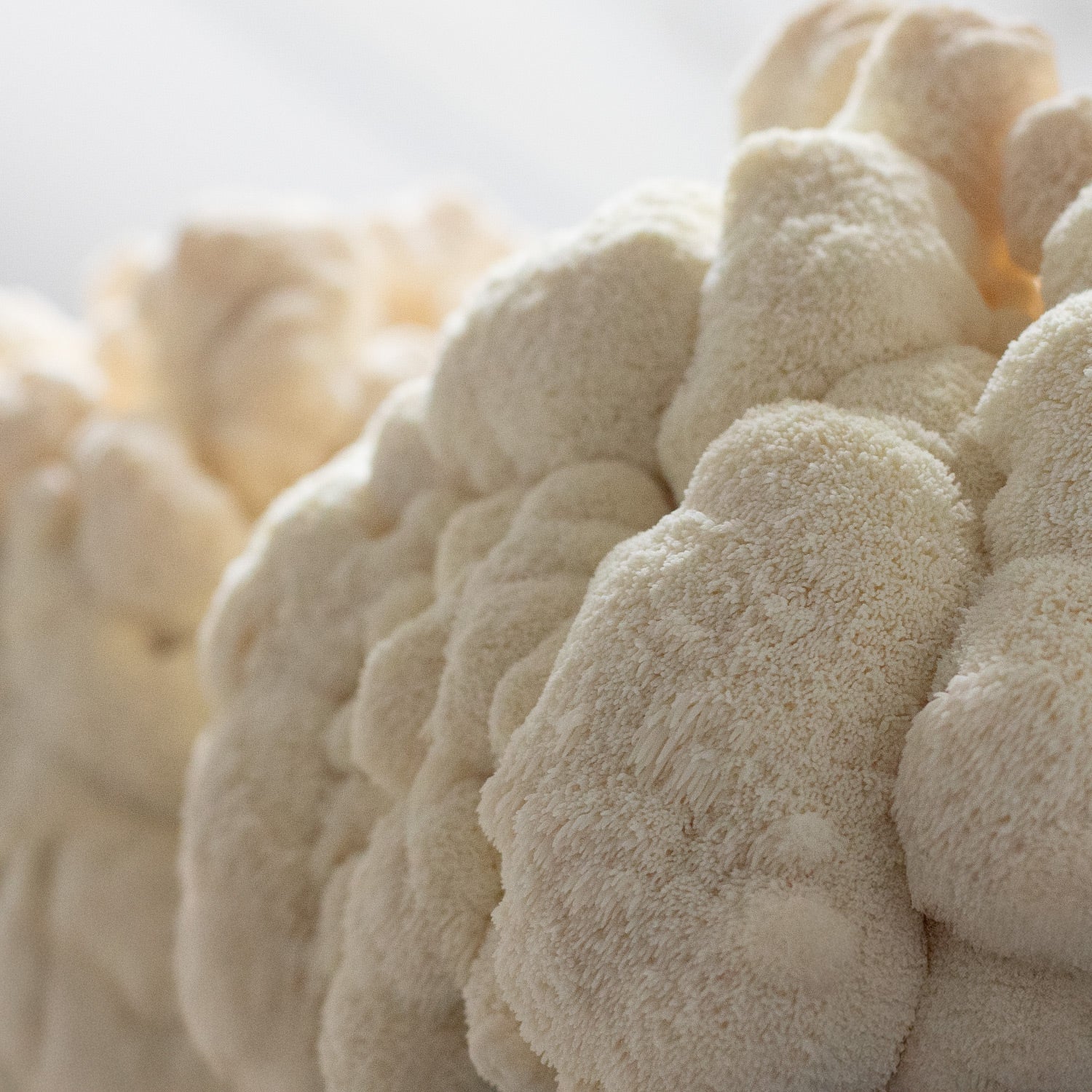 The History of Lion’s Mane Mushroom in Traditional Medicine and Healing Practices