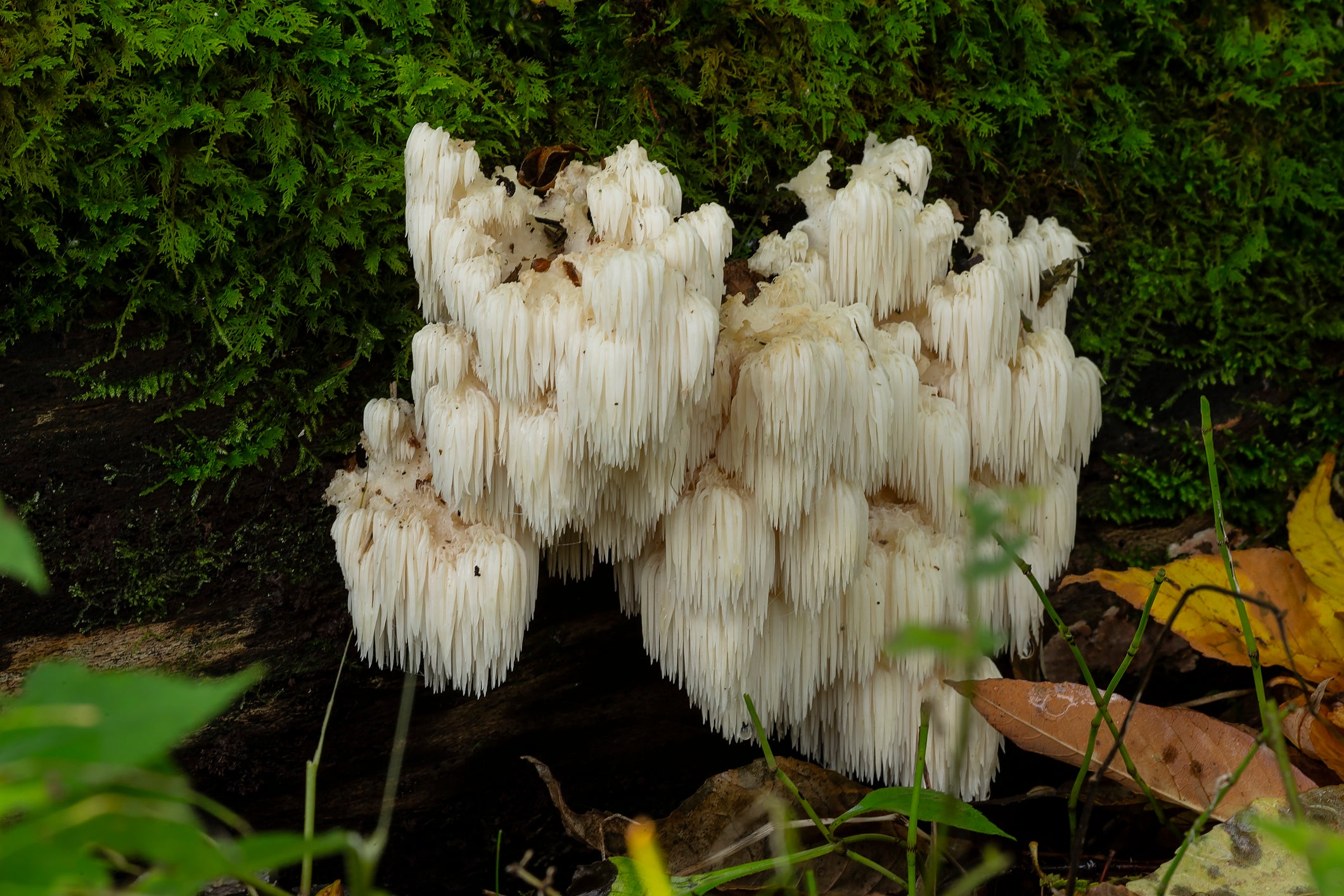 Recommended Dosage for Lion's Mane Mushrooms