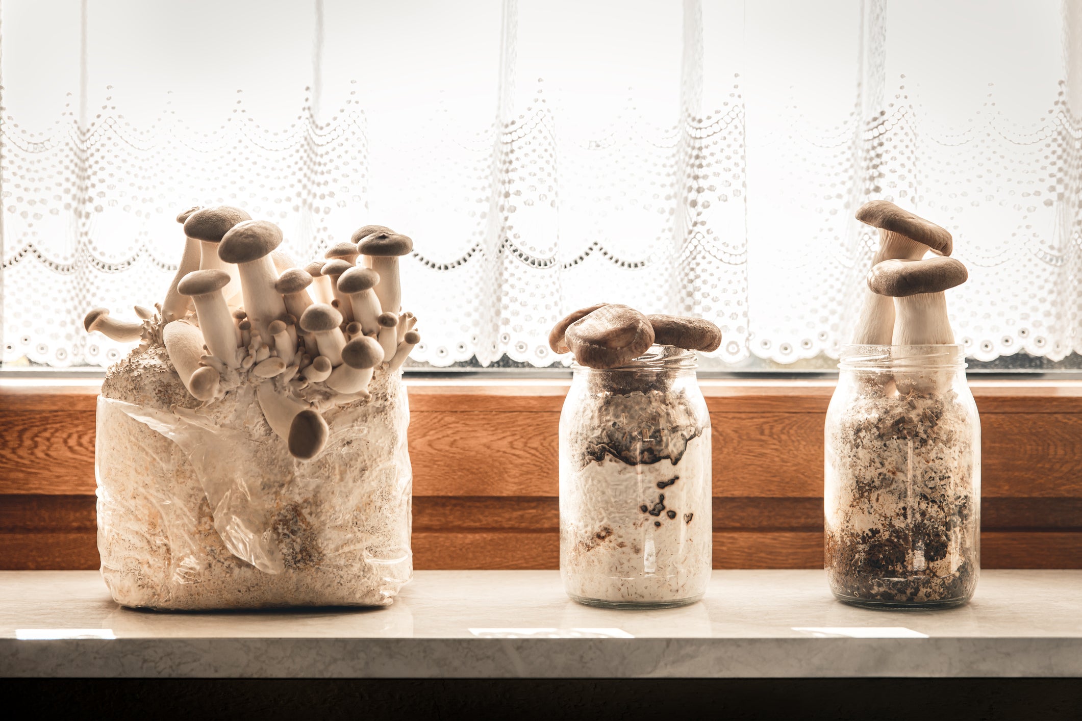 Understanding Mushroom Substrates
