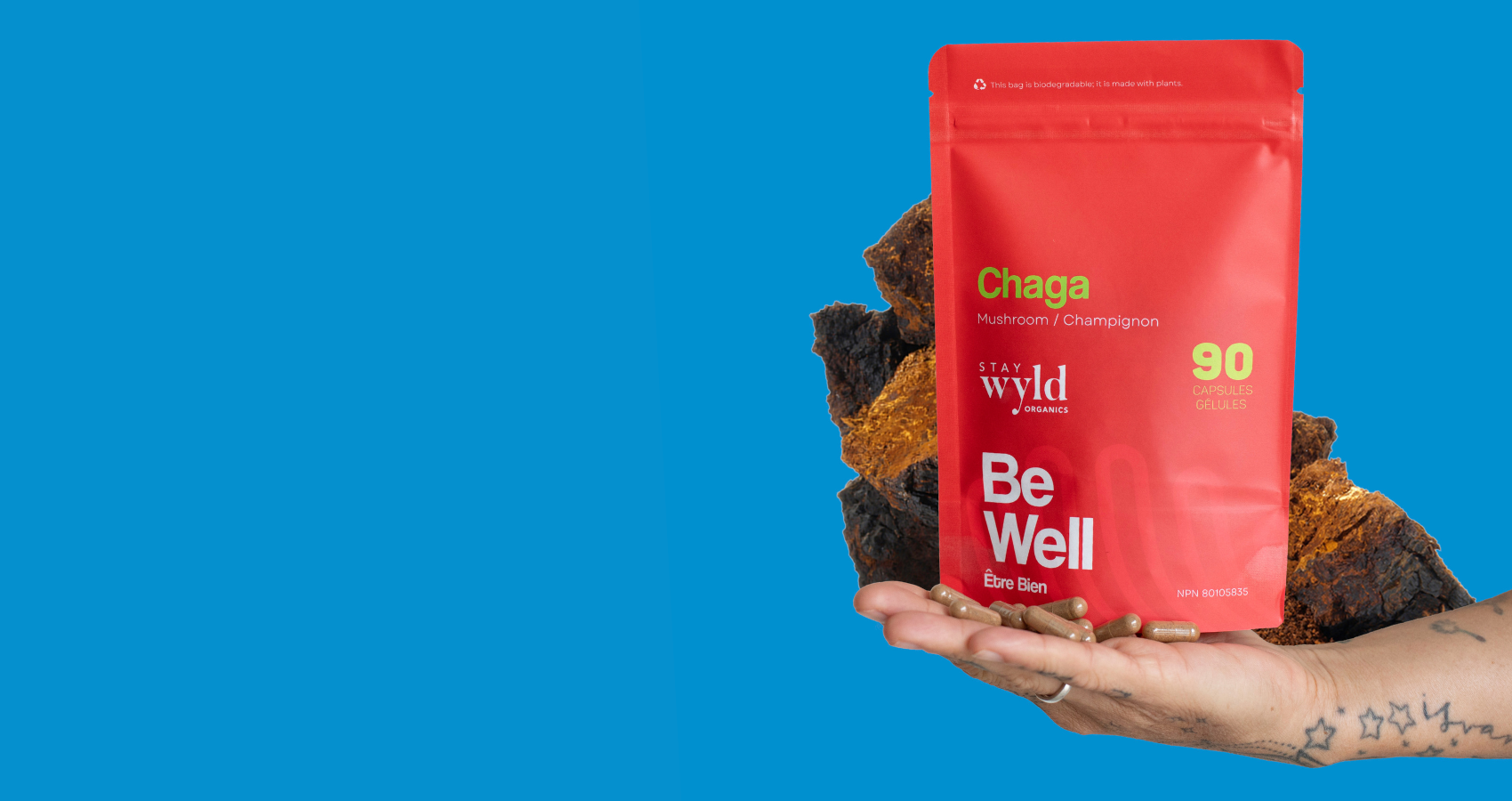 Falling for Chaga: The Mushroom That Boosts Your Immunity!