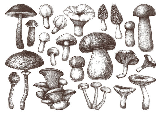 How Long Does it Take to Grow Mushrooms? A Step-by-Step Guide