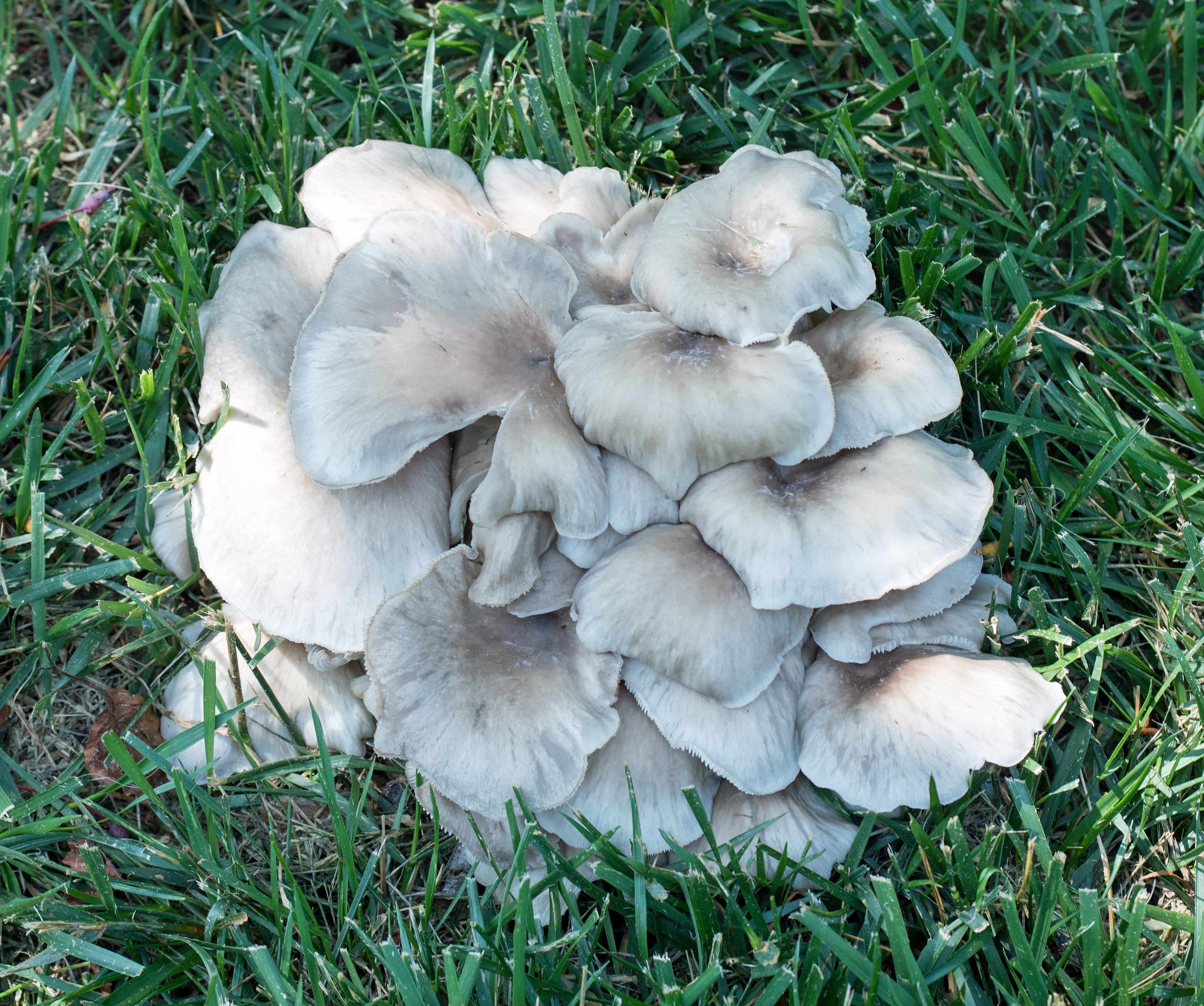 Blue Oyster Mushrooms
