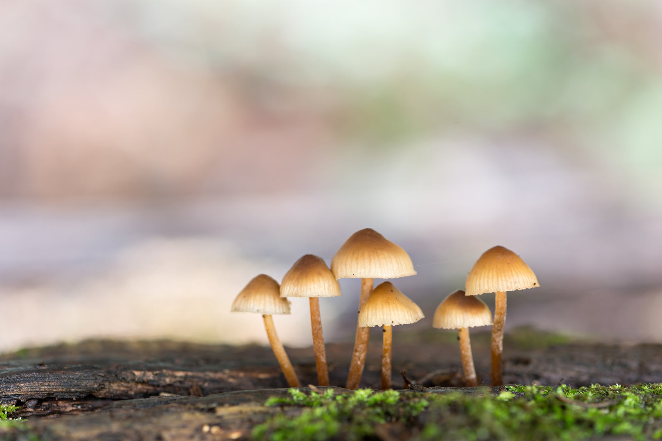 Decoding Medicinal Mushroom Supplements: A Comprehensive Look at Mycelium and Fruiting Bodies