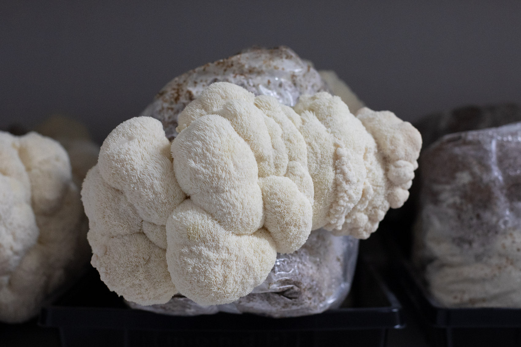Lion's Mane Mycelium vs Fruiting Body for boosting your Brain!