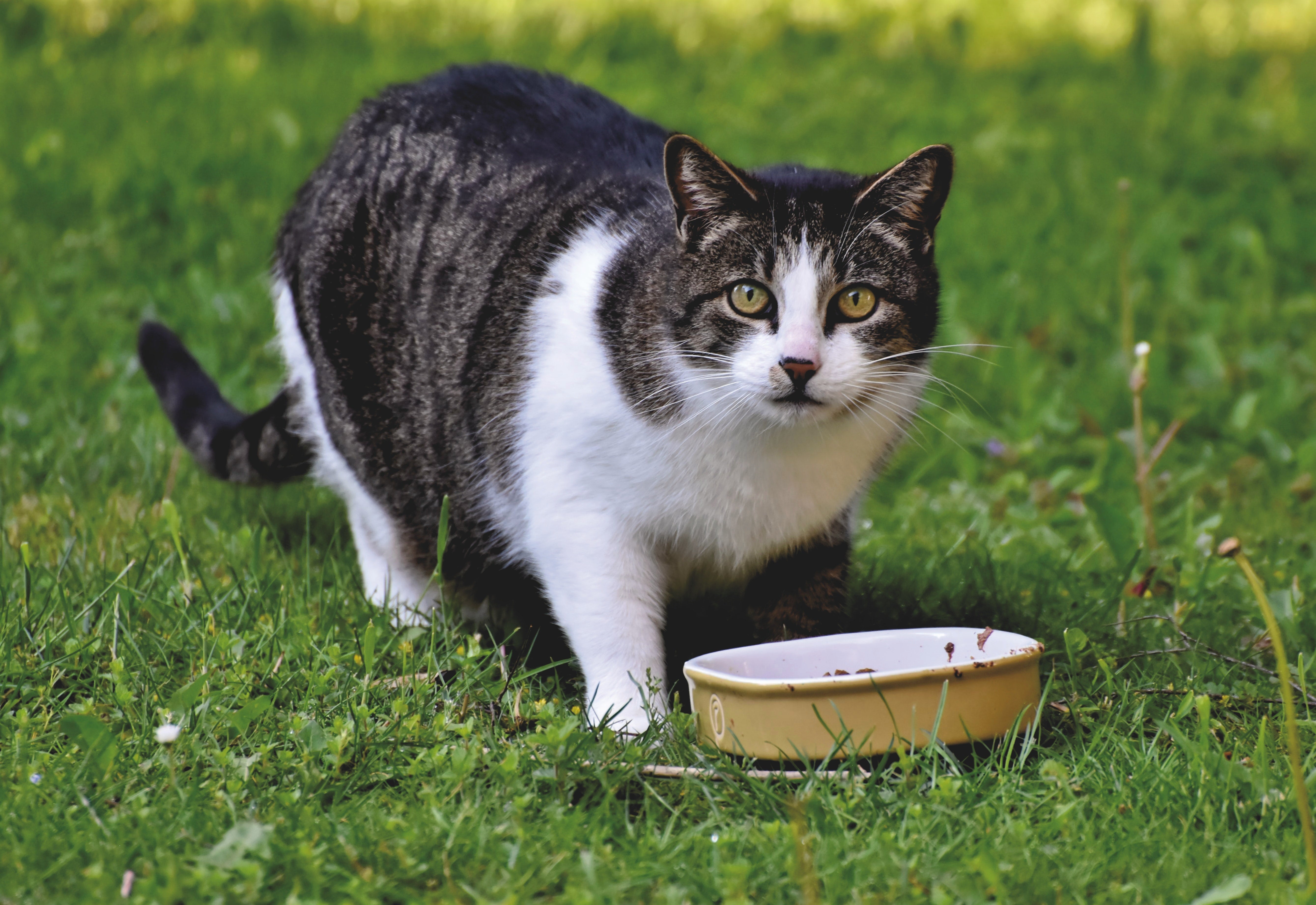 Can Cats Eat Functional Mushrooms?