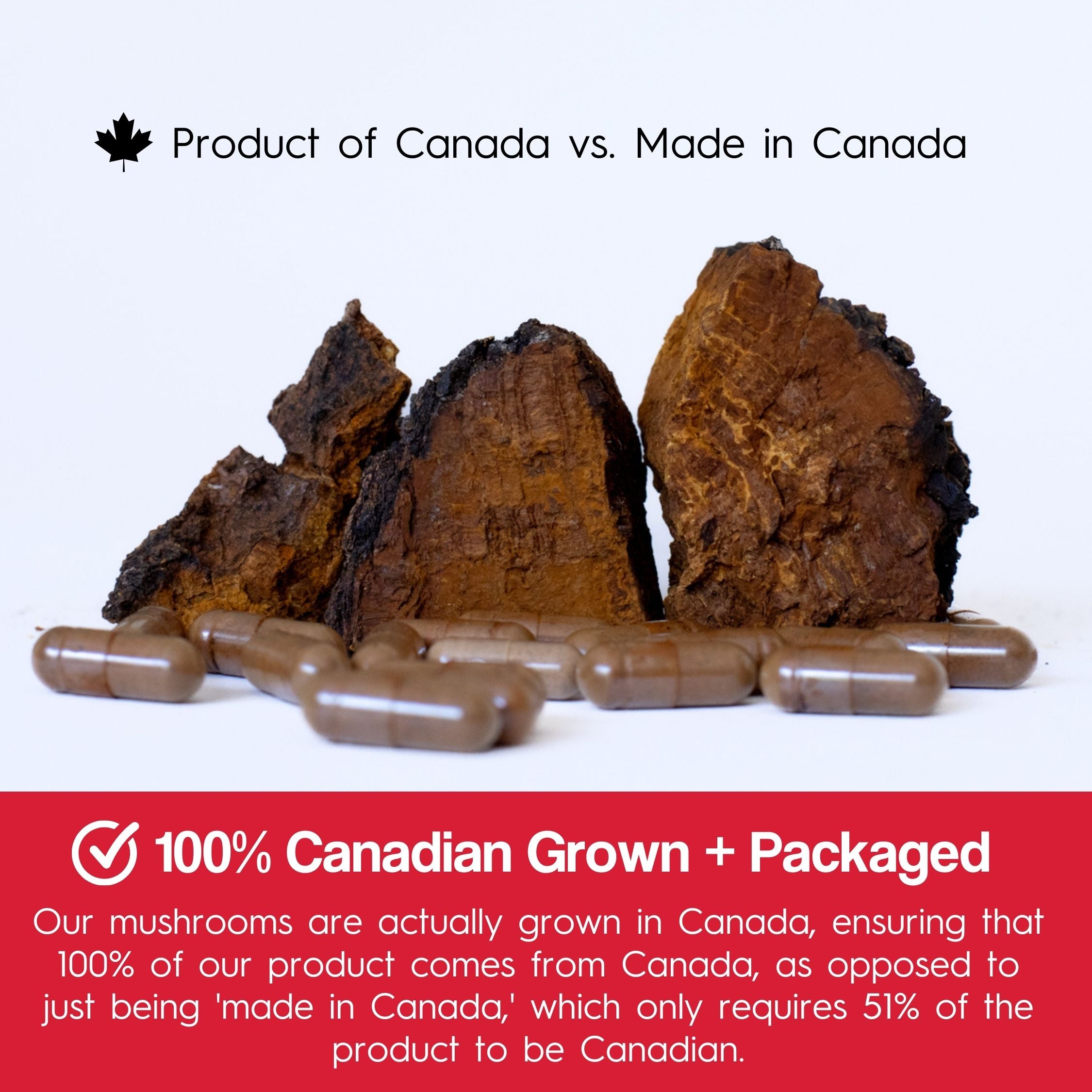 Chaga Mushroom Capsules