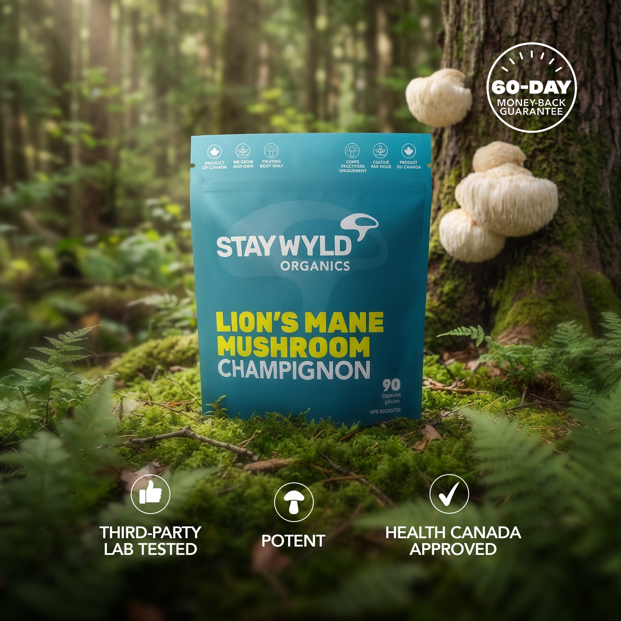 Lion's Mane Mushroom Capsules | 90 Capsules